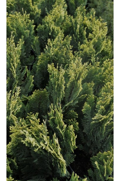 Ближній план хвої кипарисовика